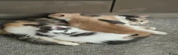 Mixed Breed cats for sale: Free - Two kittens to experienced cat owners - Advert 9