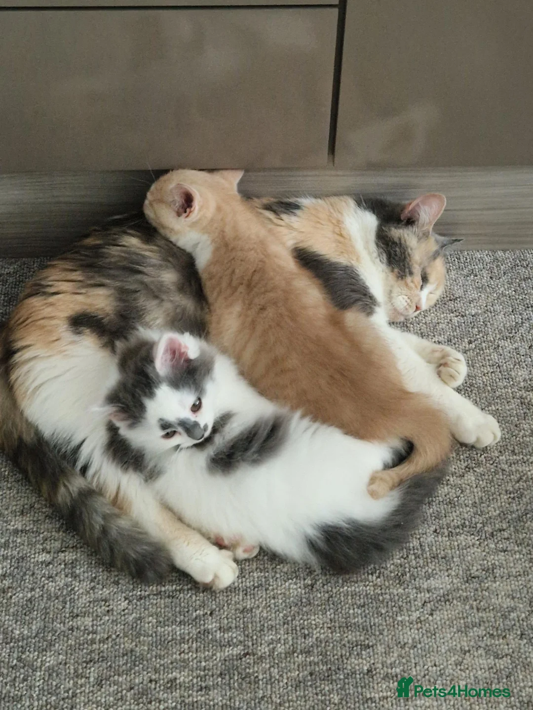 Mixed Breed cats for sale: Free - Two kittens to experienced cat owners - Advert 9