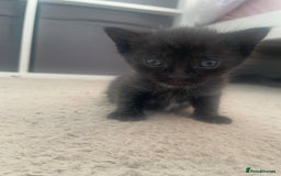 Domestic Shorthair cats for sale: Domestic shorthair - Image 9