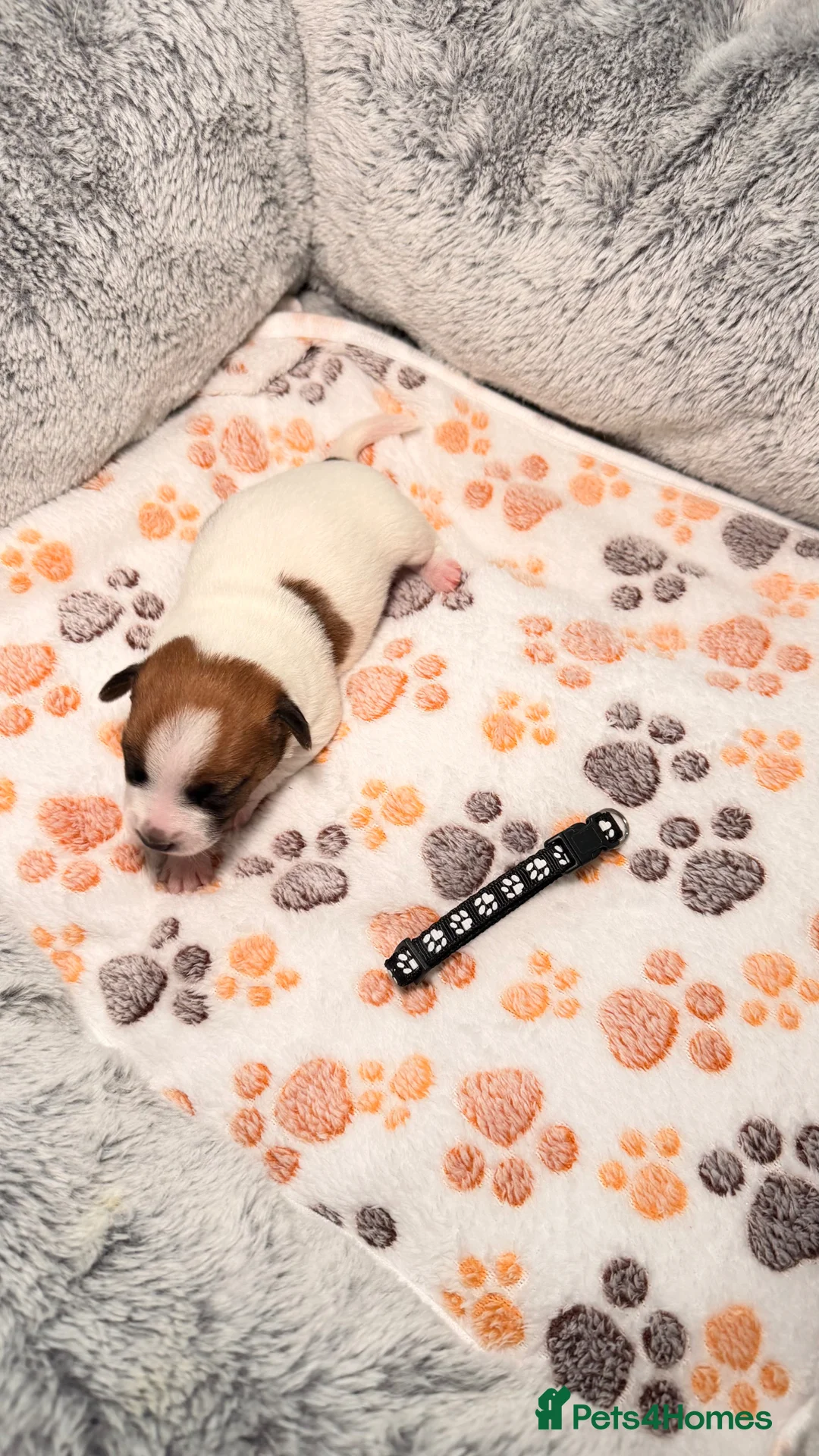 Jack Russell dogs for sale: Jack Russel Terrier Puppies 🐶🐾 in Newark - Advert 16