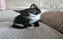 British Shorthair cats for sale: Playfull kittens ready for sale - Image 4