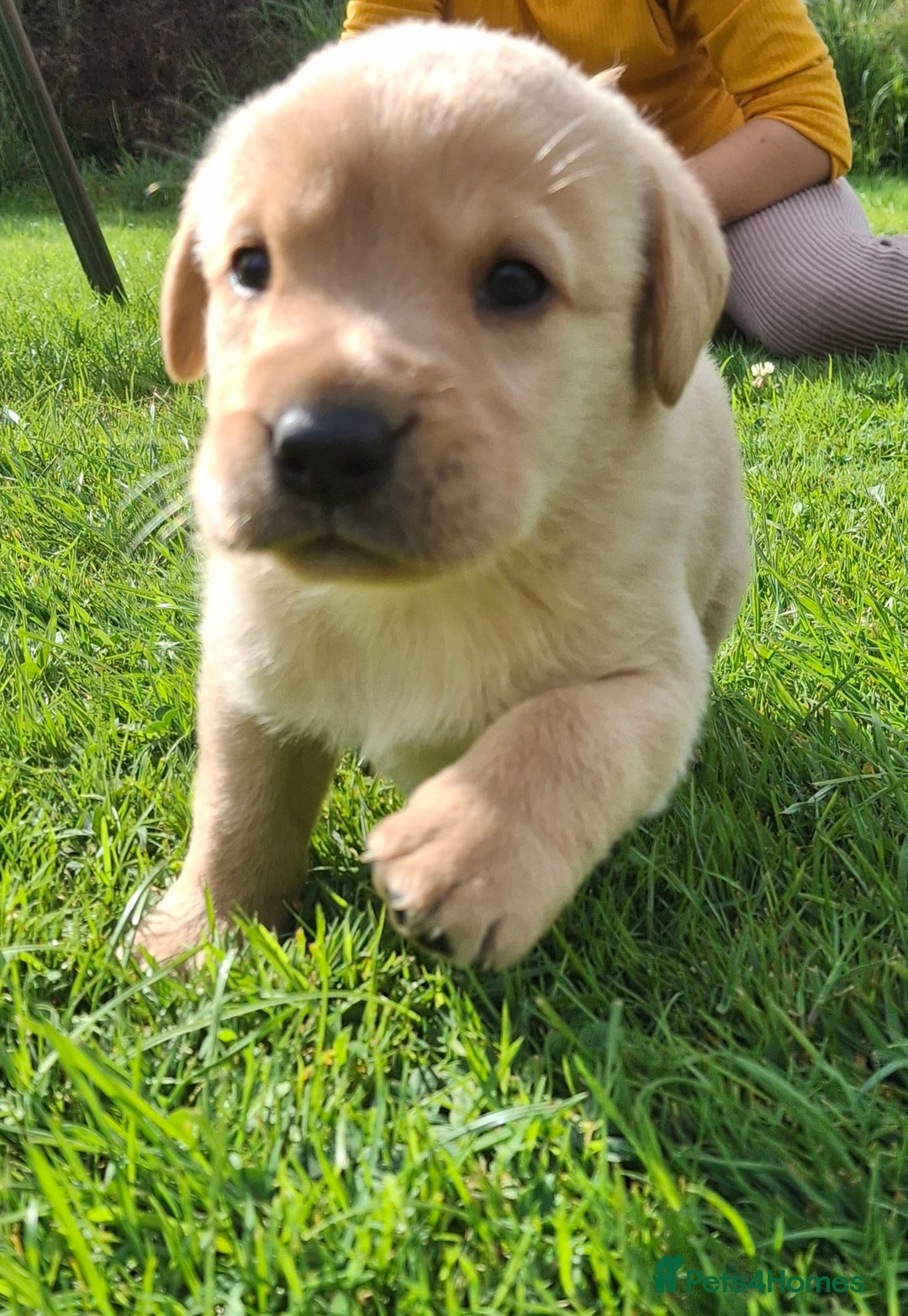 Labrador Retriever dogs for sale: Fifth generation pedigree pups  - Image 2