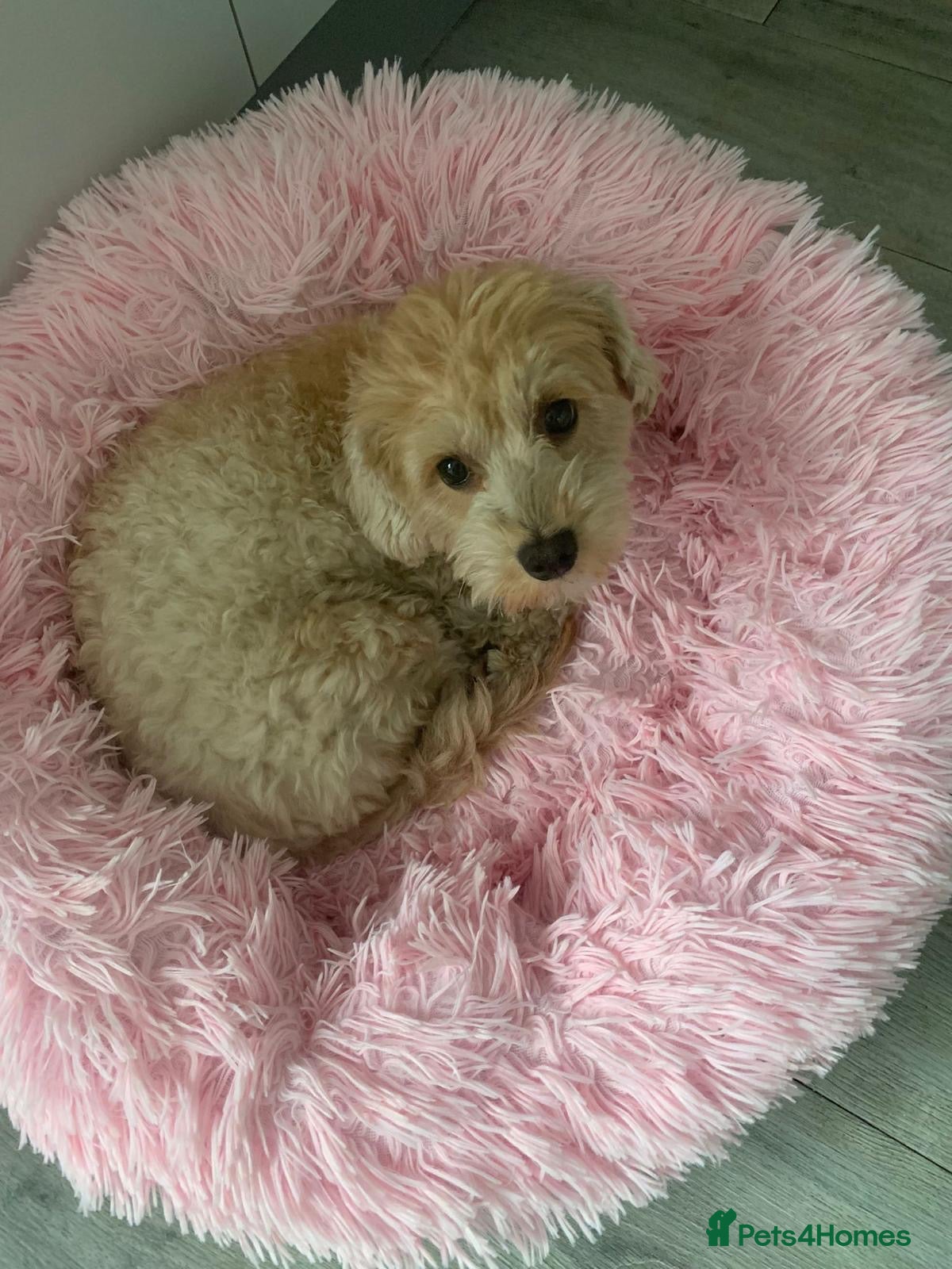 Mixed Breed dogs Doxiepoo pups - Advert 5