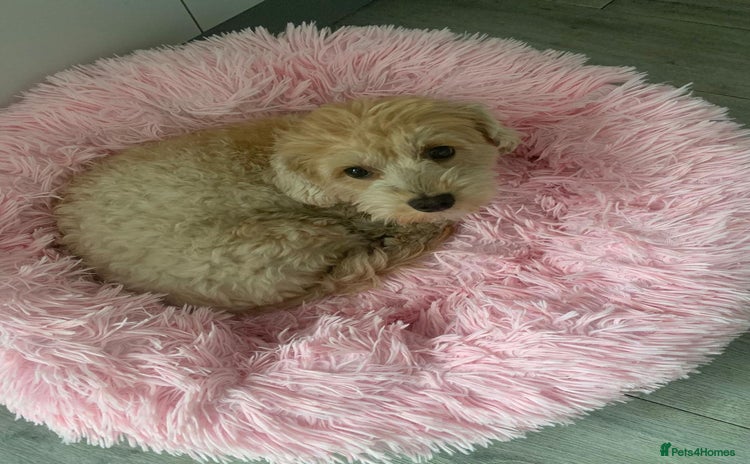 Mixed Breed dogs - Advert 1