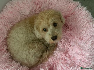 Mixed Breed dogs - Advert 1