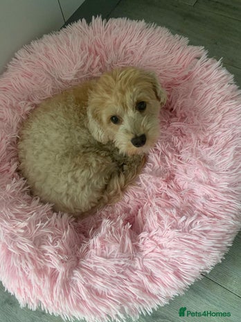 Mixed Breed dogs - Advert 1