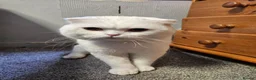 Scottish Fold cats for sale: Scottish fold in Clacton-on-Sea - Advert 1