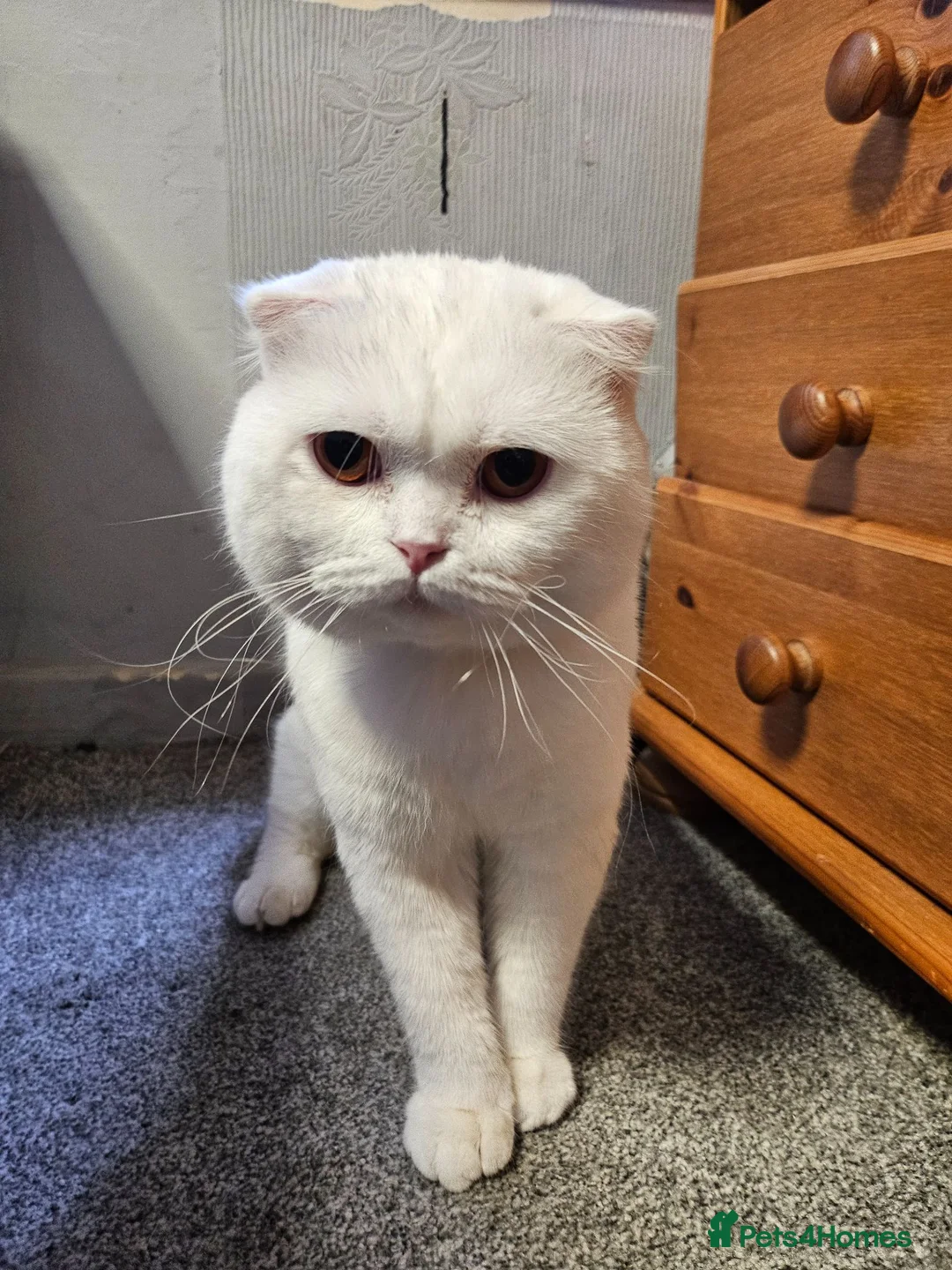 Scottish Fold cats for sale: Scottish fold in Clacton-on-Sea - Advert 1