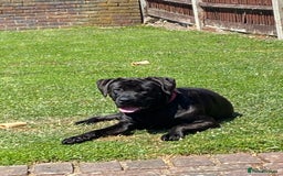 Mixed Breed dogs for sale: Hazel, Mastador, gorgeous friendly - Image 3
