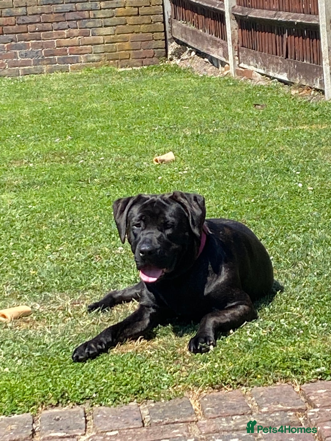 Mixed Breed dogs for sale: Hazel, Mastador, gorgeous friendly - Image 3