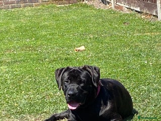 Mixed Breed dogs - Advert 4