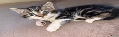 Mixed Breed Kitten 10