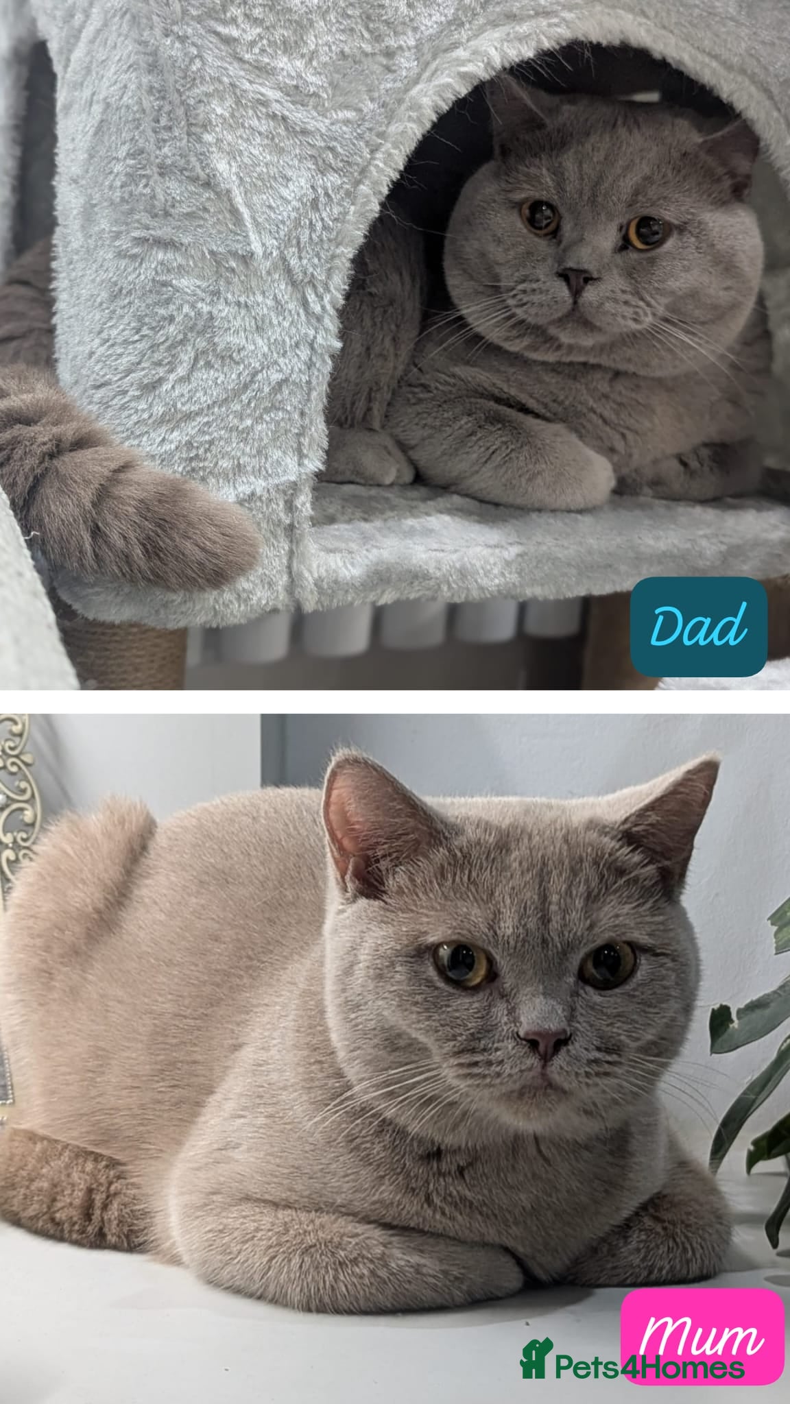 British Shorthair cats Chunky Teddy Bear ✨ Pure British Shorthair Kittens - Advert 2