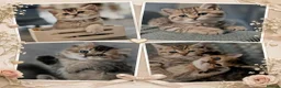 British Shorthair cats for sale: Champion bloodline, Health tested,Pedigree BSH - Advert 2