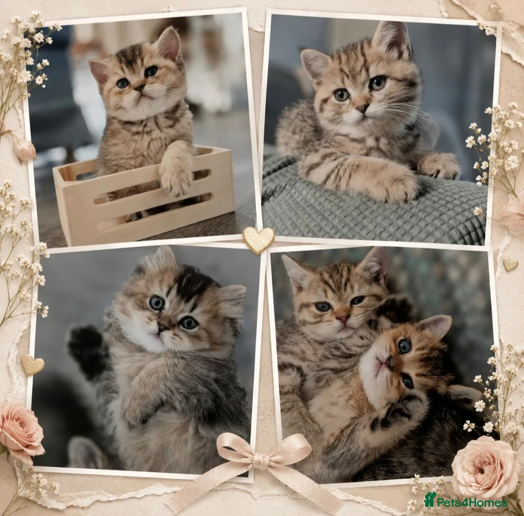 British Shorthair cats for sale: Champion bloodline, Health tested,Pedigree BSH - Advert 2