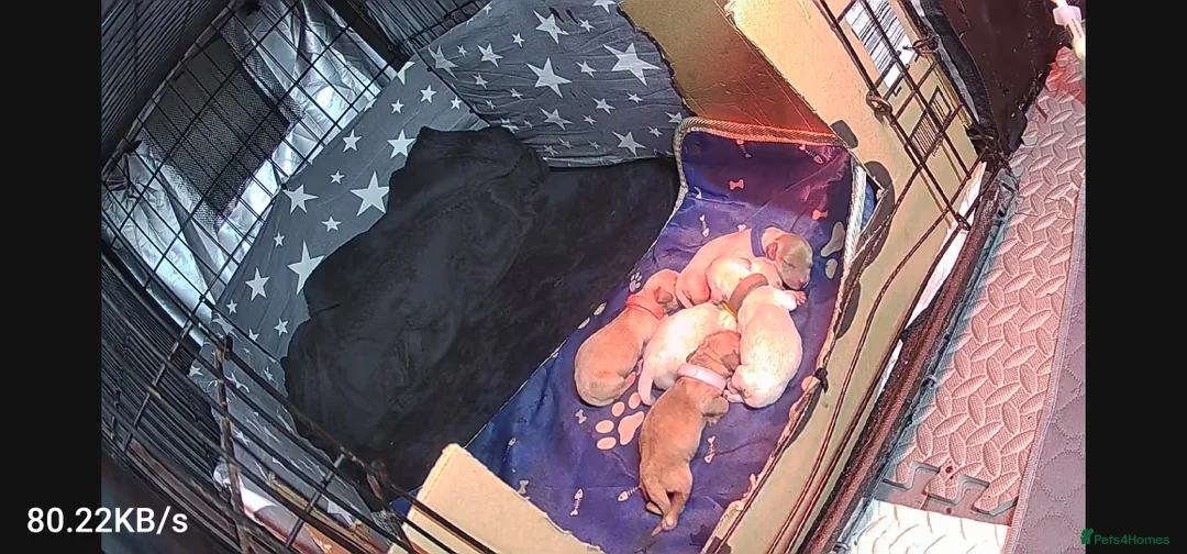 Miniature Dachshund dogs for sale: ⭐️⭐️⭐️⭐️⭐️ CREAM INTENSITY MINIDACHSHUND KCREG🐾❤️ - Advert 11