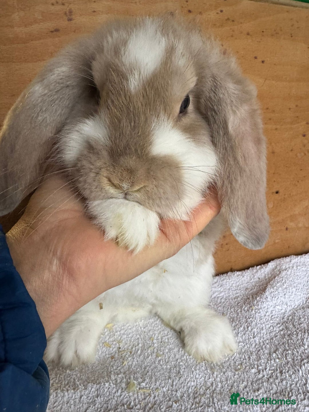 French Lop rabbits for sale: Purebred French Lop baby rabbits for sale  - Advert 1