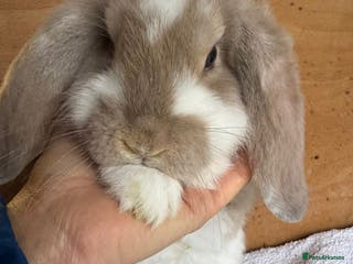 French Lop rabbits Purebred French Lop baby rabbits for sale - Advert 16