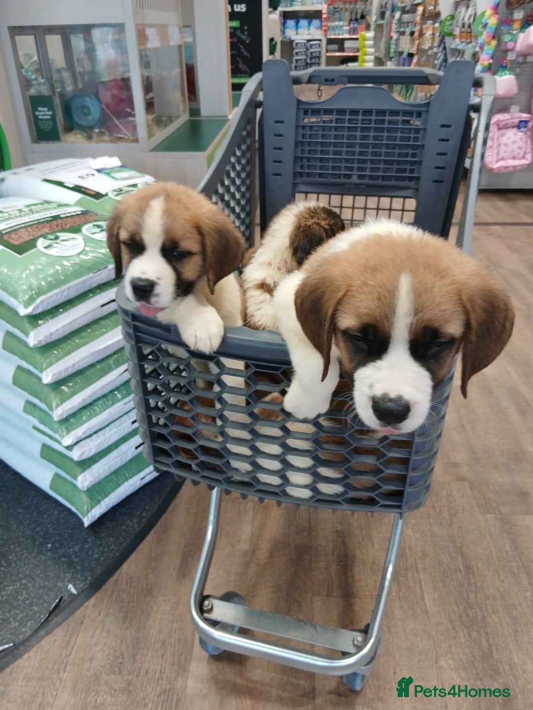 Saint Bernard dogs for sale: Saint Bernard puppies  - Image 38