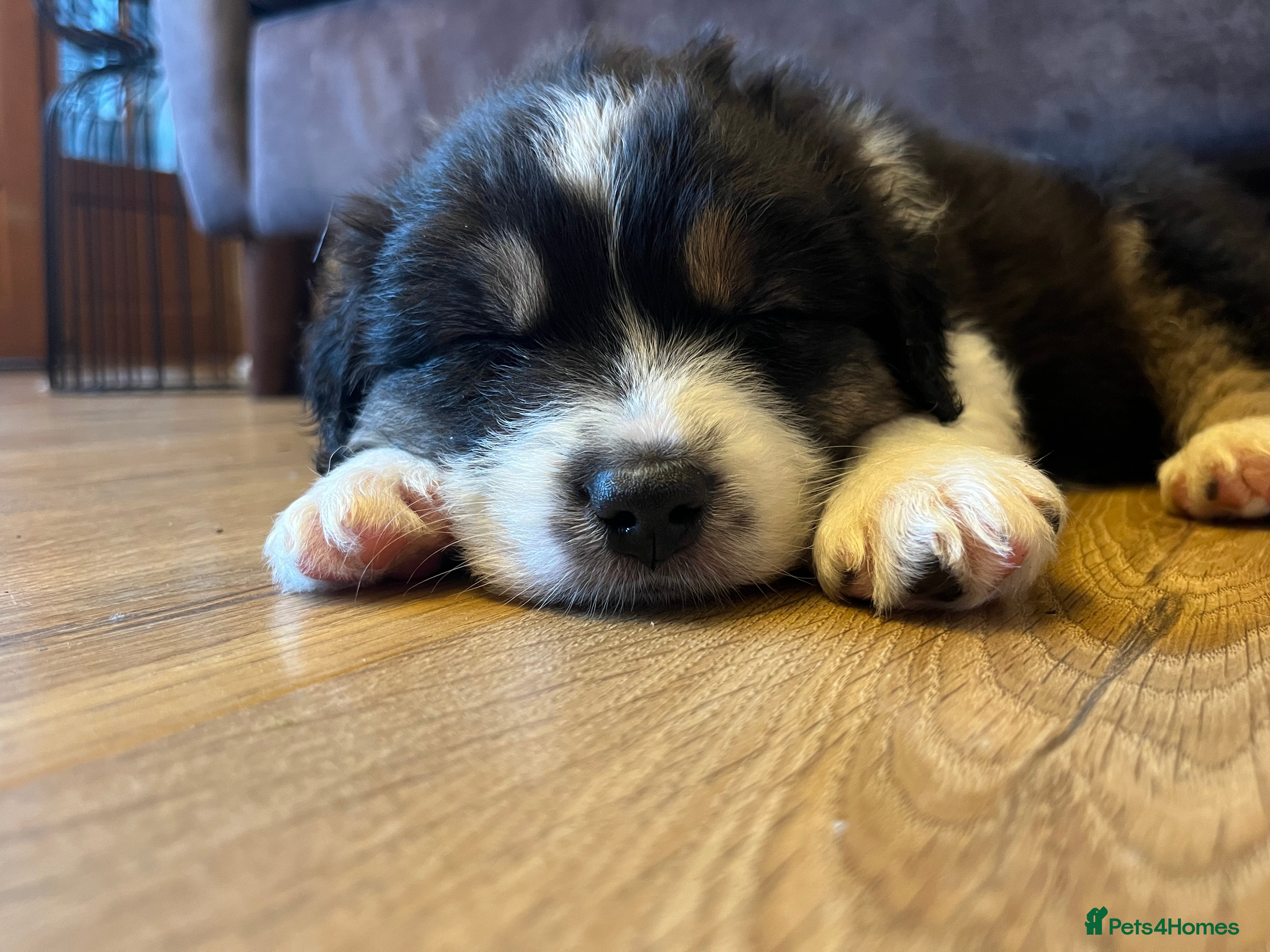 Australian Shepherd dogs Tri Australian Shepherd males Devon - Advert 1