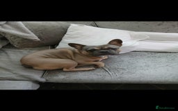 French Bulldog dogs for sale: In need of his forever home. 🏠  - Image 4