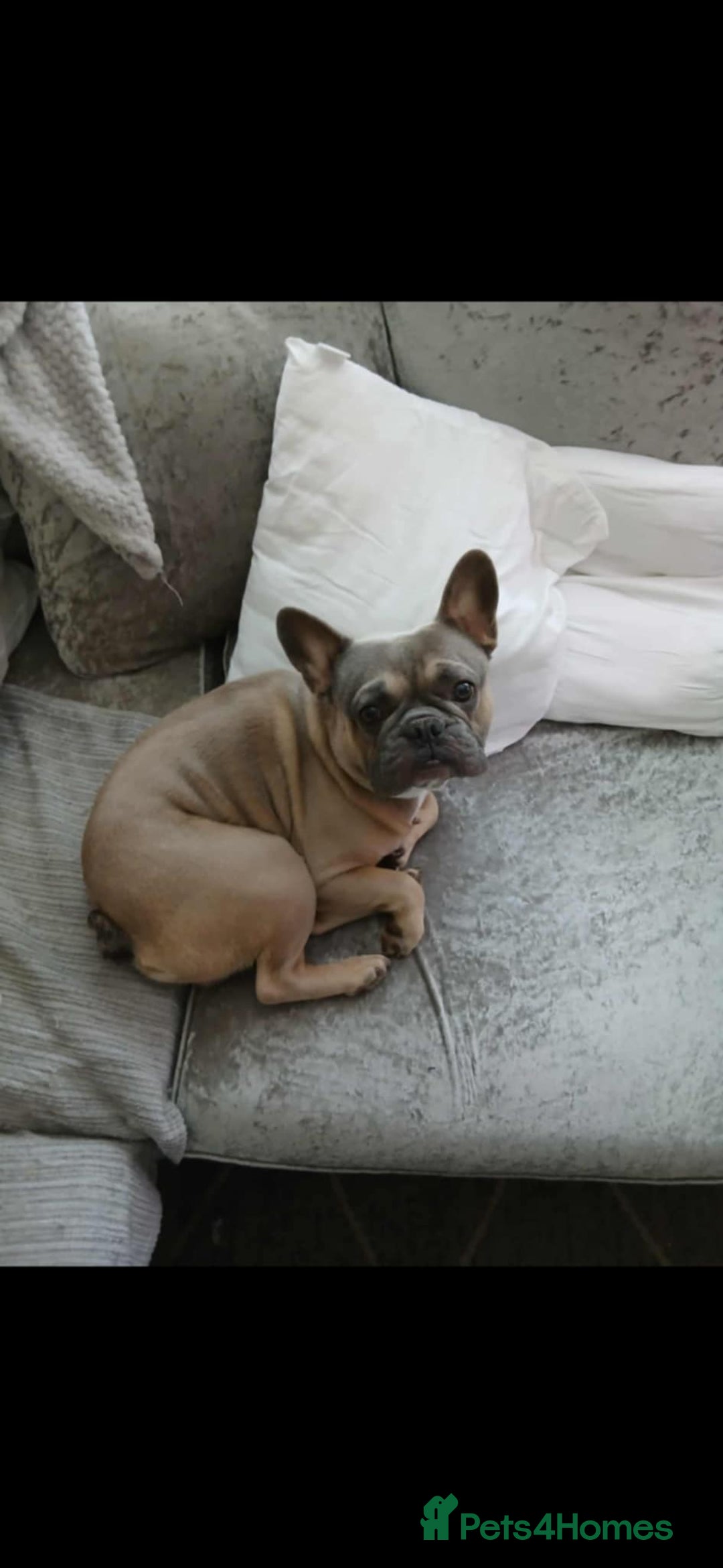 French Bulldog dogs for sale: In need of his forever home. 🏠  - Image 4