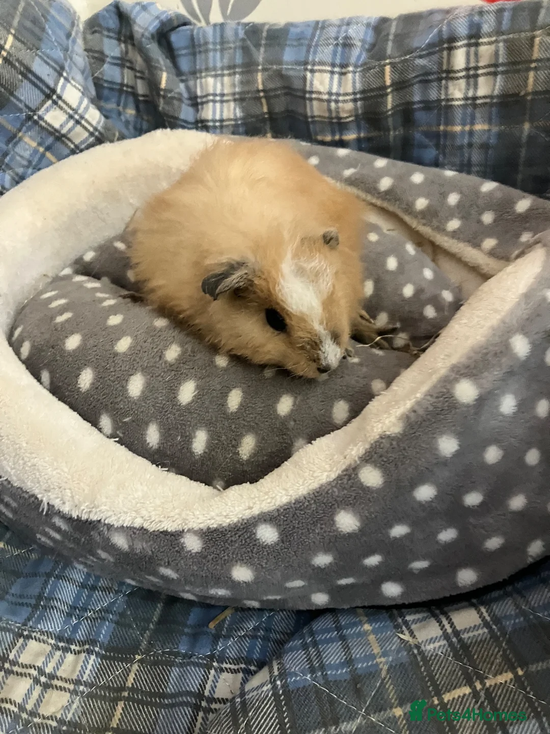 Guinea Pig rodents for sale: Lots of lovely baby boy guinea pigs - Advert 27