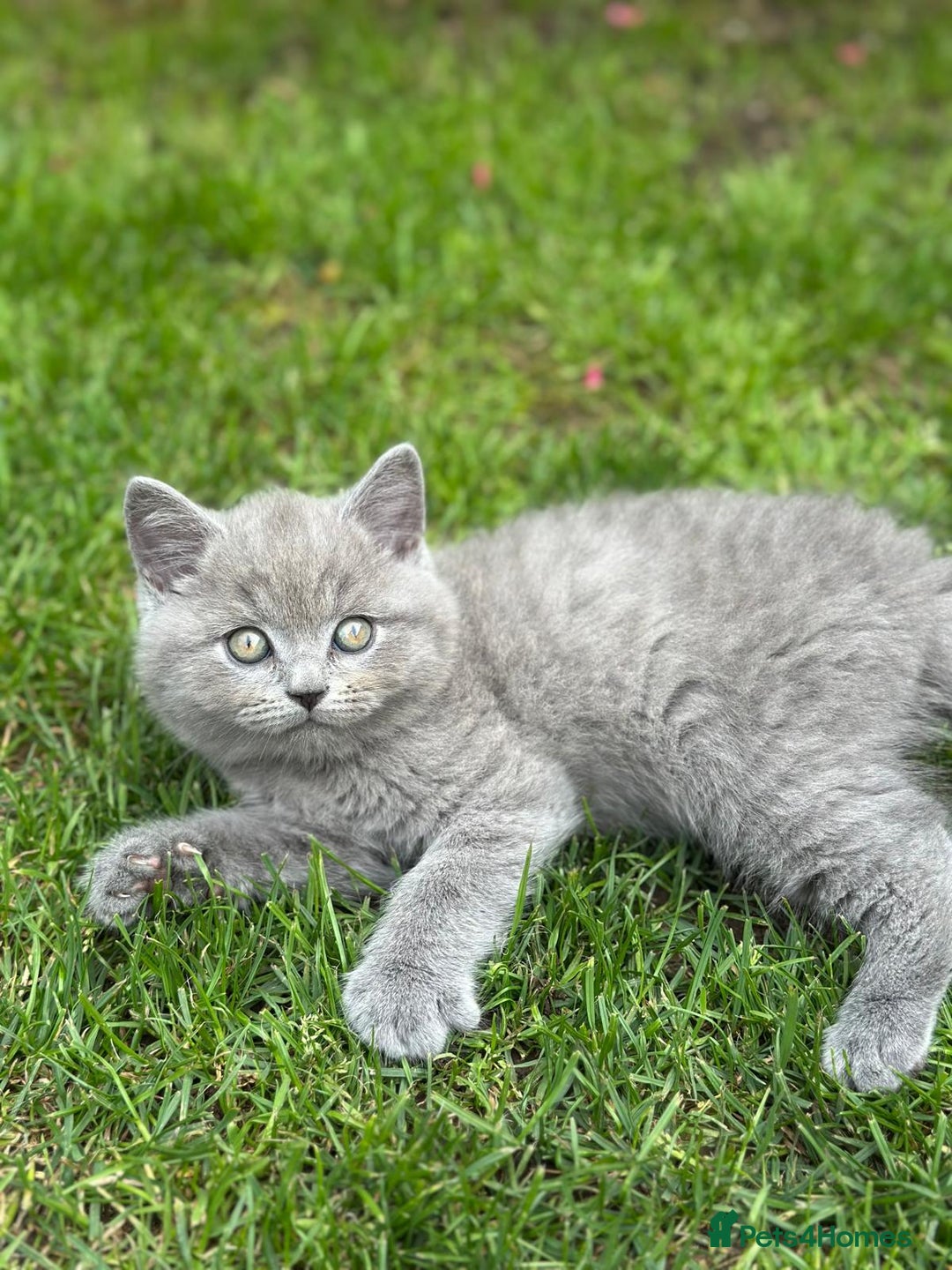 British Shorthair cats for sale: I'll give it into good hands. - Image 4