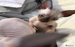 Sphynx cats for sale: sphynx canadian kittens ready to leave now  - Image 15