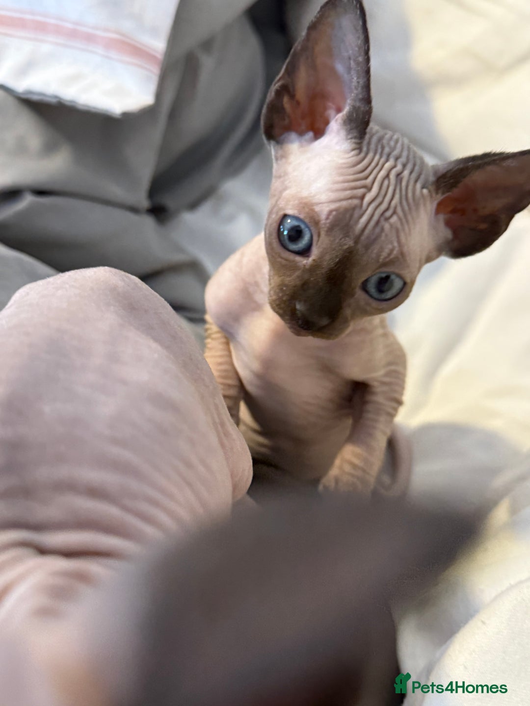 Sphynx cats for sale: sphynx canadian kittens ready to leave now  - Image 15