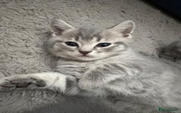 British Shorthair cats for sale: BSH Kittens From Champion Blood Line 🏆🐱 - Image 9