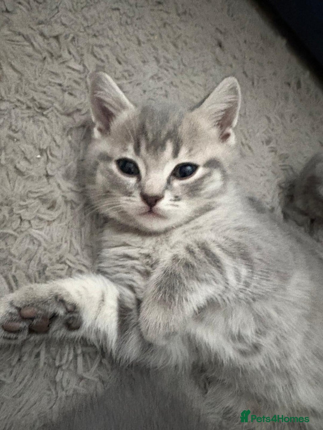 British Shorthair cats for sale: BSH Kittens From Champion Blood Line 🏆🐱 - Image 9
