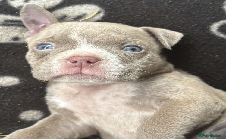 American Bully dogs - Advert 4