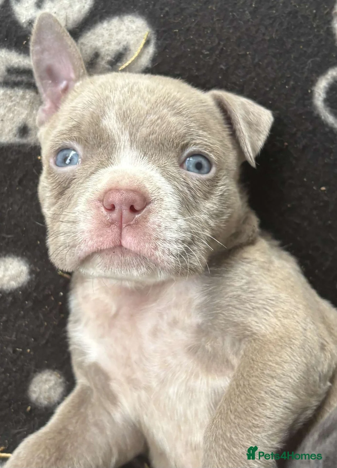 American Bully dogs for sale: Micro exotic American bullys bitcoin bloodlines - Advert 5