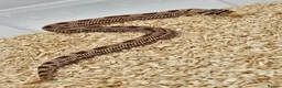 Mixed Breed reptiles for sale: Various snakes and lizards REDUCED  - Advert 3