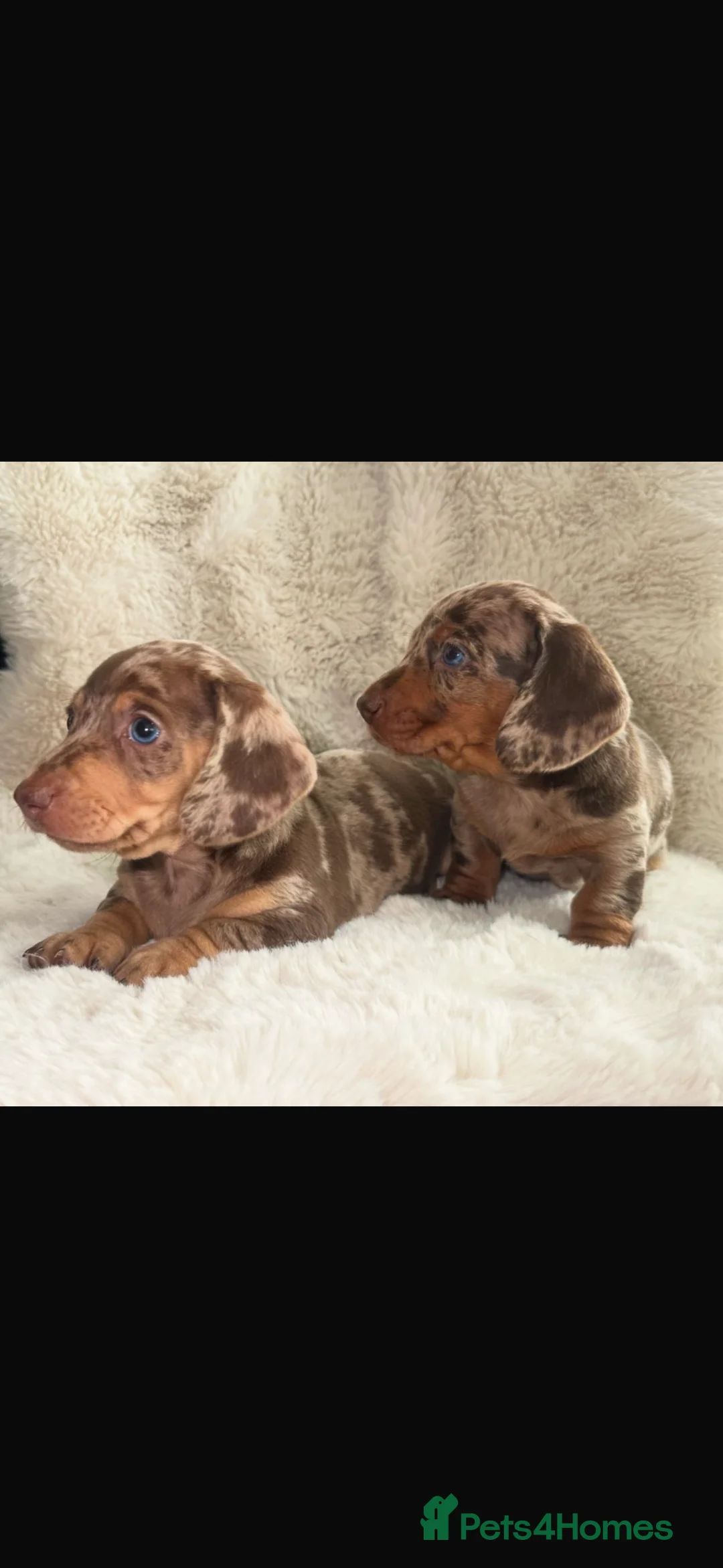 Miniature Dachshund dogs for sale: Stunning Quality KC Miniature Dachshund Puppies  - Advert 1
