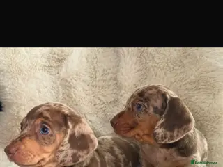 Miniature Dachshund dogs Stunning Quality KC Miniature Dachshund Puppies - Advert 6