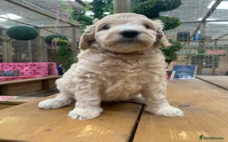 Bernedoodle dogs for sale: Medium Size Bernedoodle F1 puppies.  - Image 2