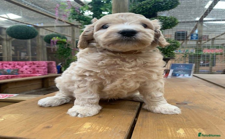 Bernedoodle dogs - Advert 14