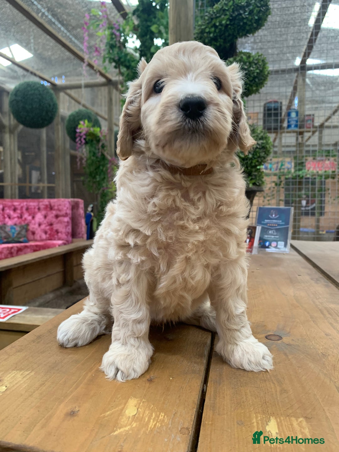 Bernedoodle dogs for sale: Medium Size Bernedoodle F1 puppies.  - Image 2