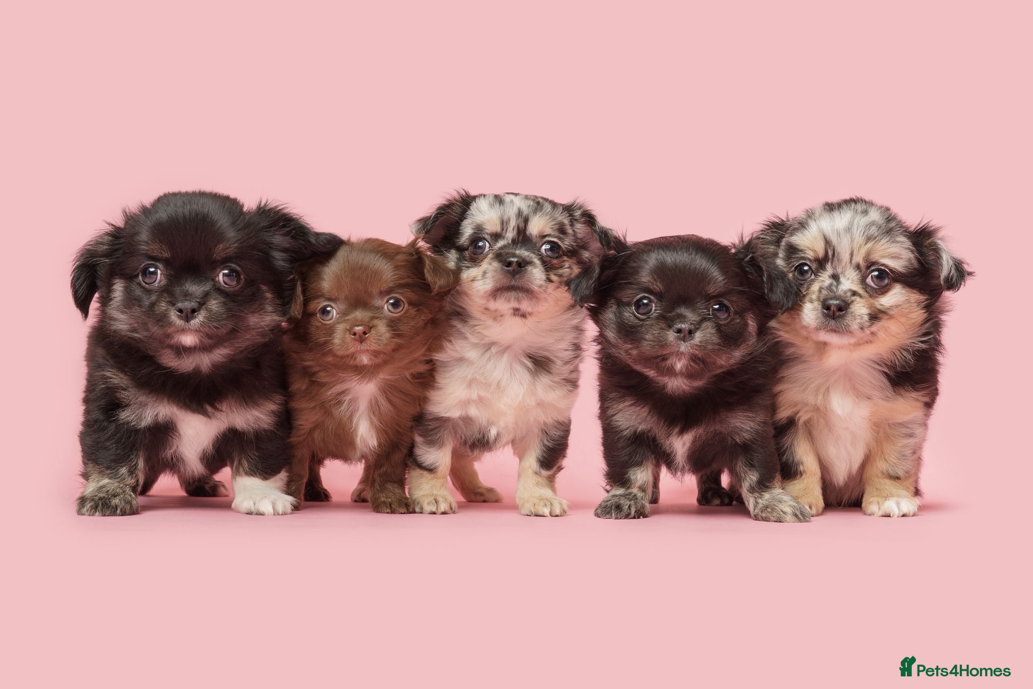 Chihuahua dogs Beautiful LongHaired Chihuahua Puppies - Advert 3