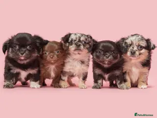 Chihuahua dogs Beautiful LongHaired Chihuahua Puppies - Advert 4