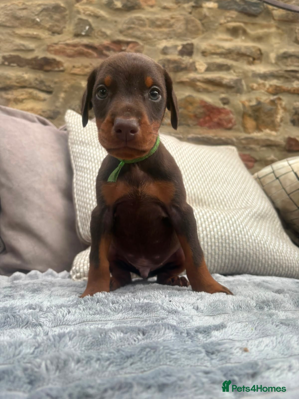 Dobermann dogs KC registered Dobermann pups - Advert 2