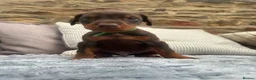 Dobermann dogs for sale: KC registered Dobermann pups - Advert 2