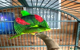 Parakeets birds for sale: Crimson wing parakeets  - Image 5