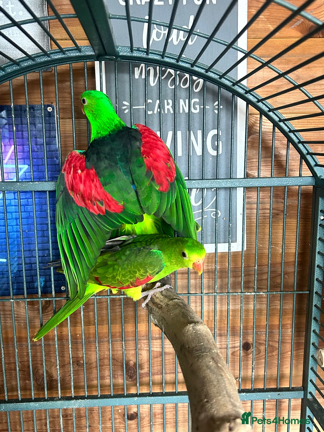 Parakeets birds for sale: Crimson wing parakeets  - Image 5