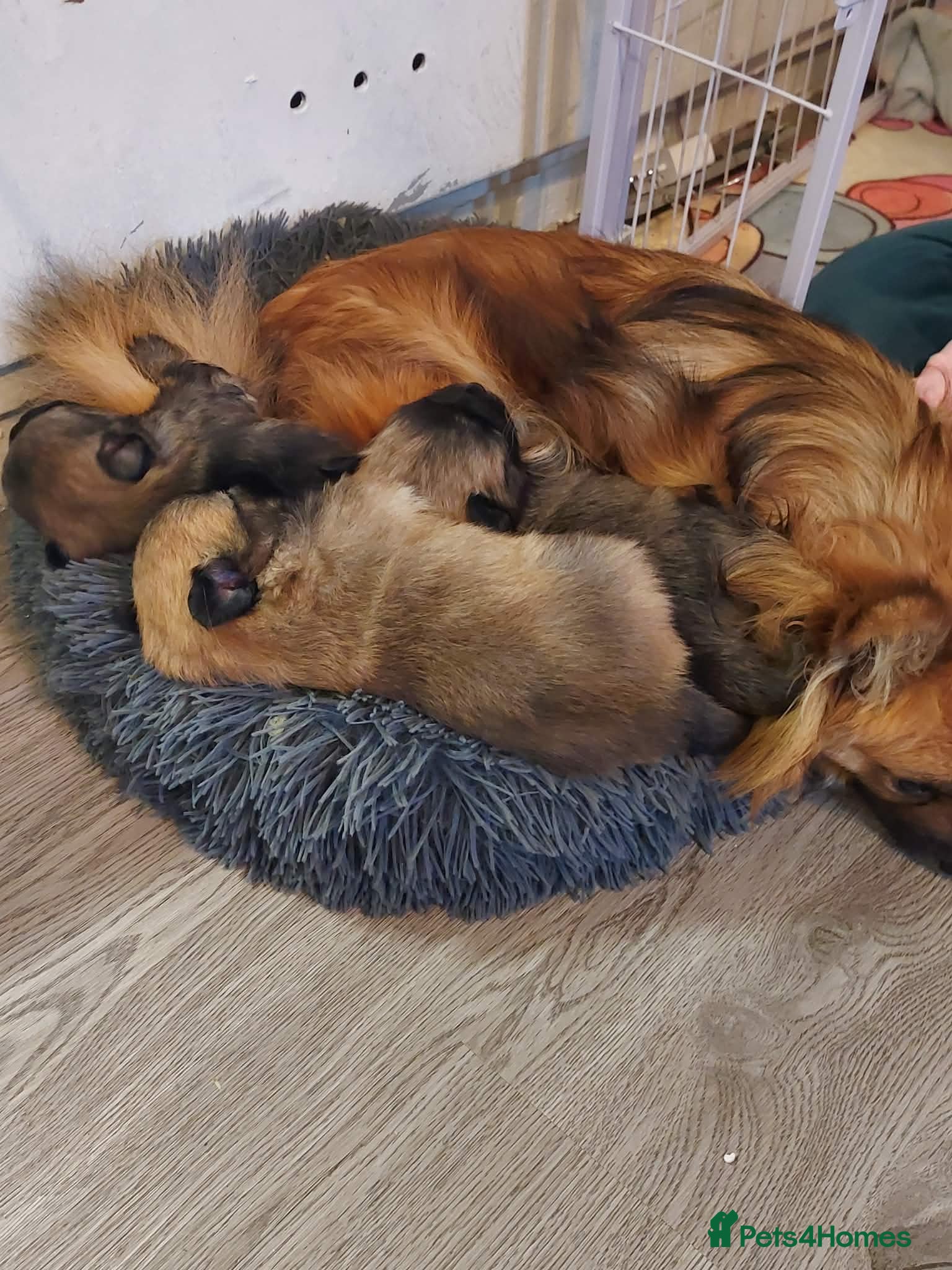 Pomchi dogs Three Beautiful Pomchi Puppies - Advert 2