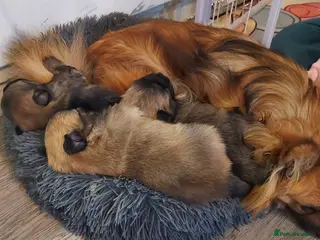 Pomchi dogs Three Beautiful Pomchi Puppies - Advert 2