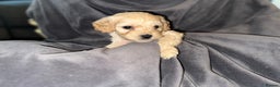 Cavapoo dogs for sale: Ready to leave Cavapoo puppies - Advert 8