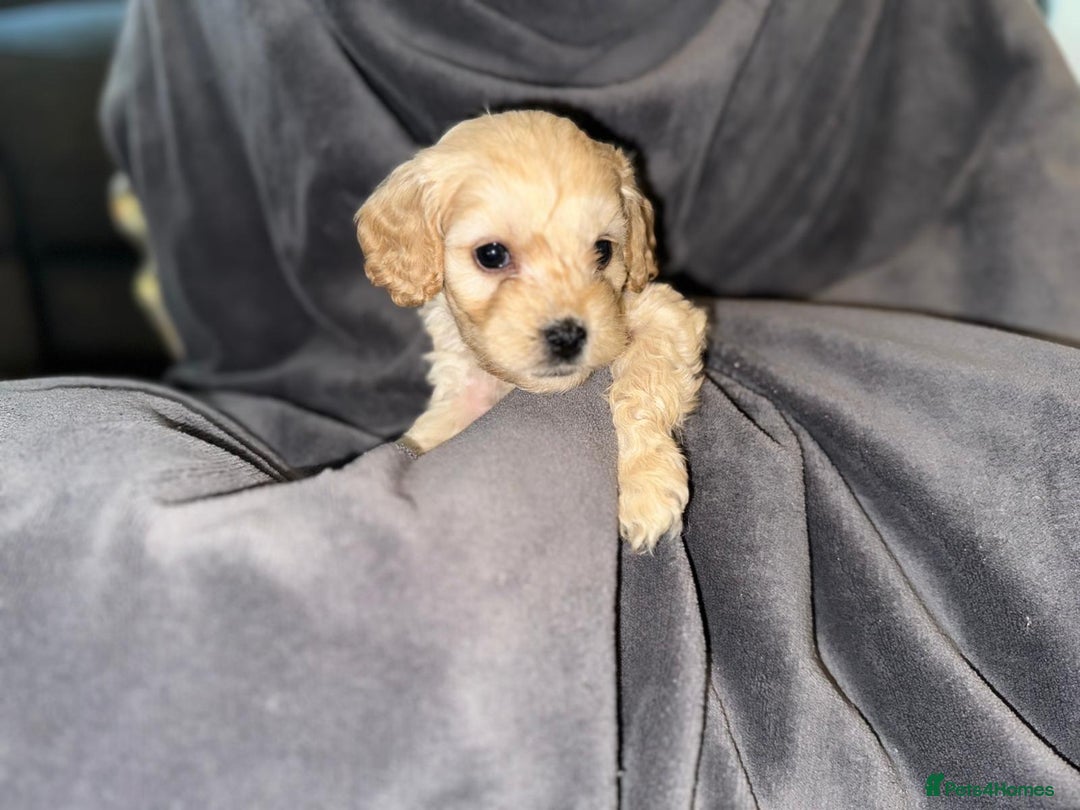 Cavapoo dogs for sale: Stunning Cavapoo puppies - Image 8